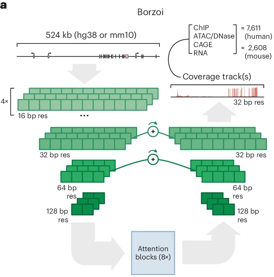 S2E model architecture from the Borzoi paper