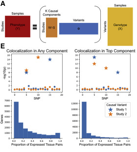 Redefining tissue specificity of genetic regulation of gene expression in the presence of allelic heterogeneity