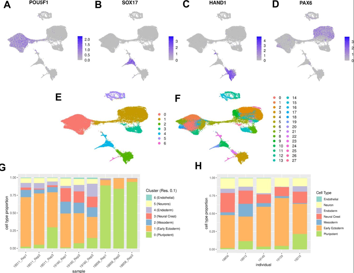 Human embryoid bodies as a novel system for genomic studies of functionally diverse cell types