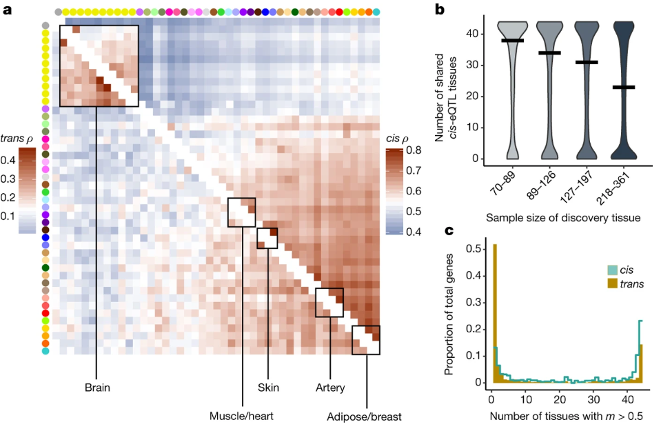 Genetic effects on gene expression across human tissues