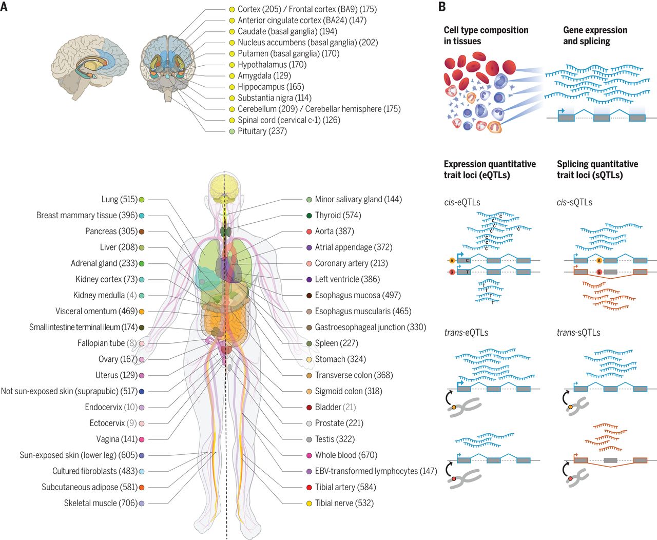 The GTEx Consortium atlas of genetic regulatory effects across human tissues