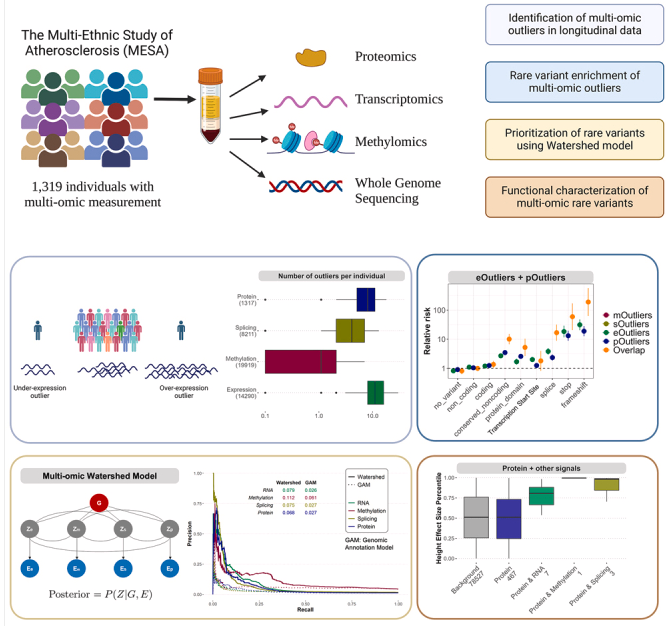 The functional impact of rare variation across the regulatory cascade