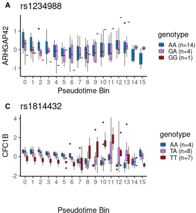 Single-cell sequencing reveals lineage-specific dynamic genetic regulation of gene expression during human cardiomyocyte differentiation