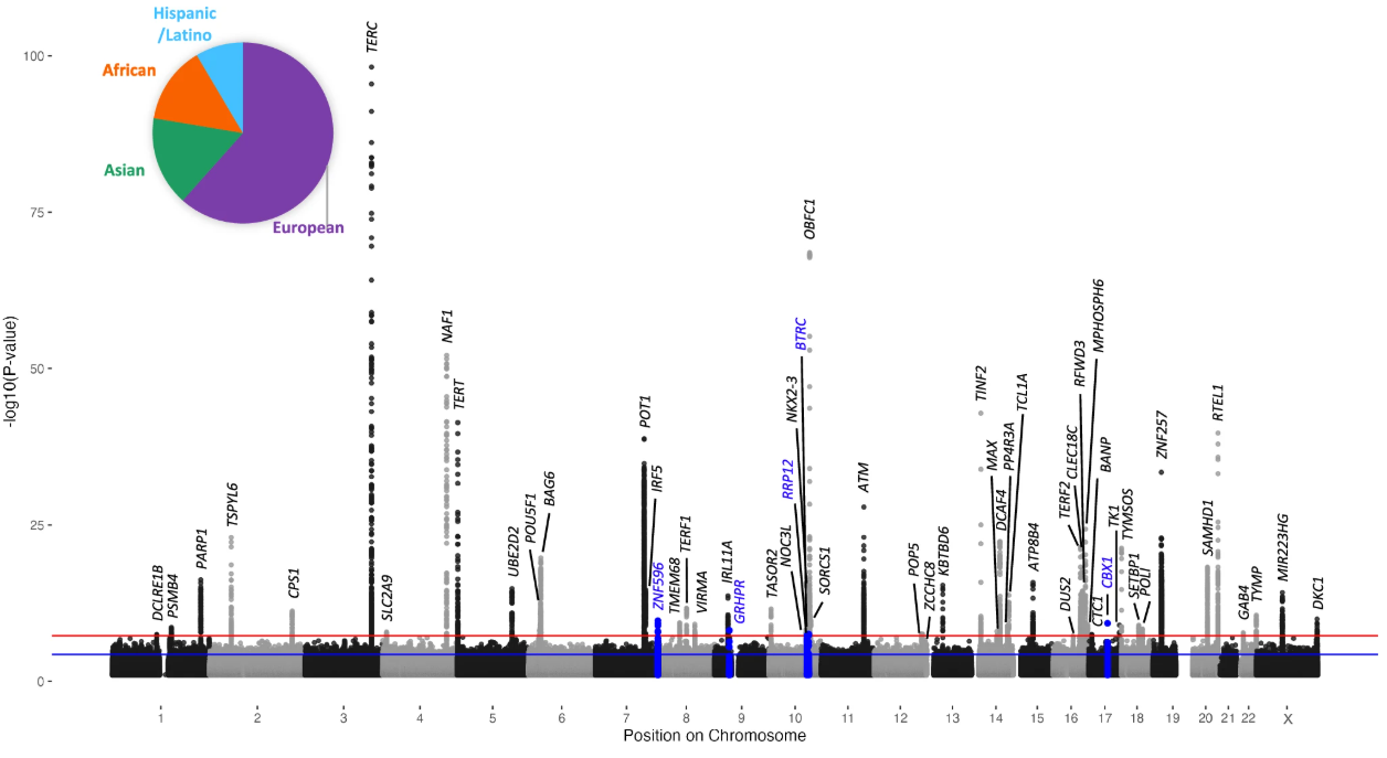 Validation of human telomere length multi-ancestry meta-analysis association signals identifies POP5 and KBTBD6 as human telomere length regulation genes